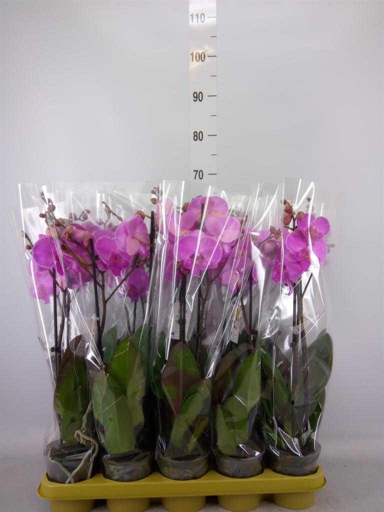 Горшечные цветы и растения оптом Phalaenopsis   ...lilac от 10шт из Голландии с доставкой по России