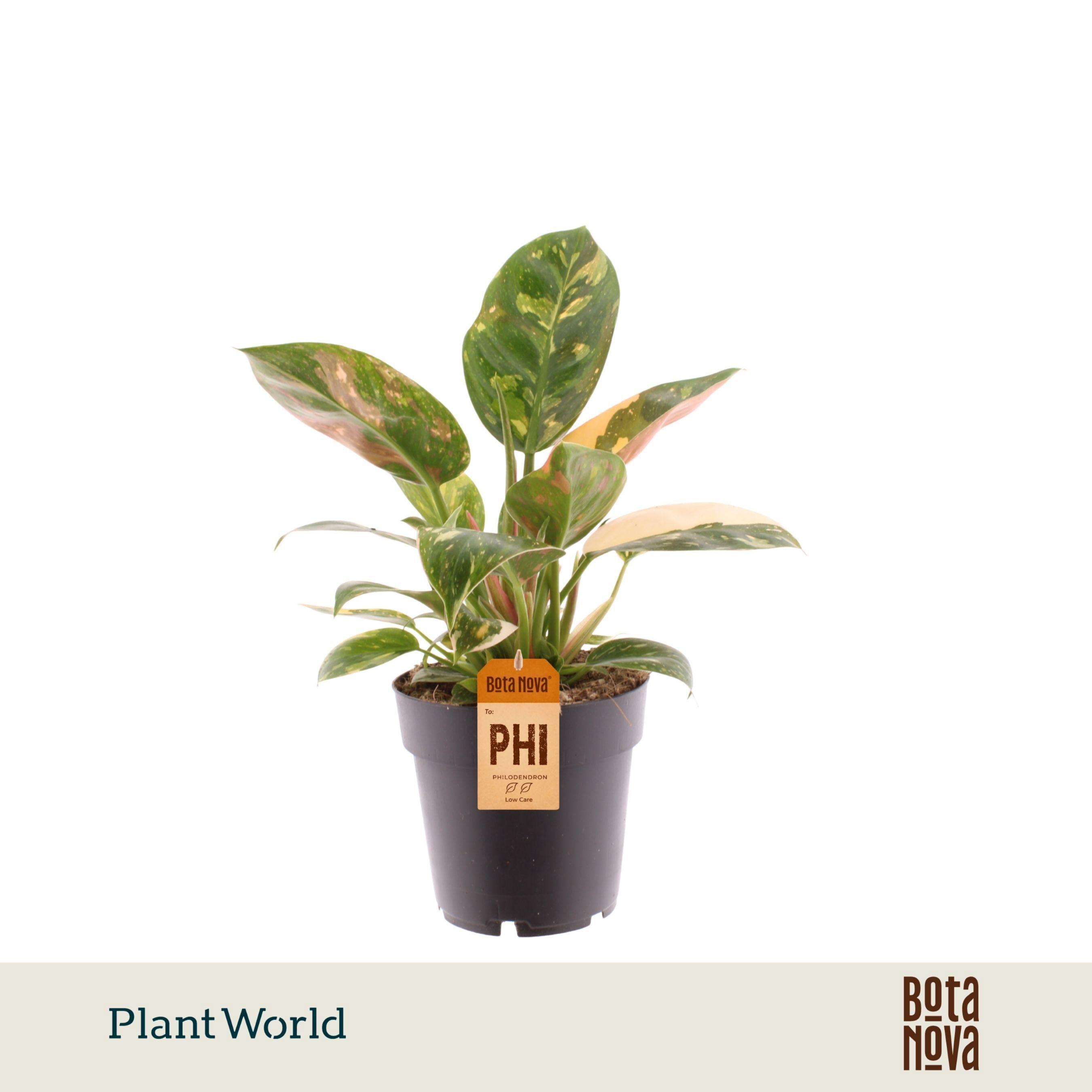 Горшечные цветы и растения оптом Philodendron Green Congo Nuclear от 7шт из Голландии с доставкой по России