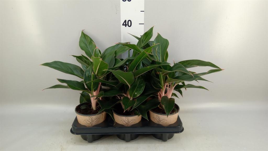 Горшечные цветы и растения оптом Aglaonema ... A от 6шт из Голландии с доставкой по России