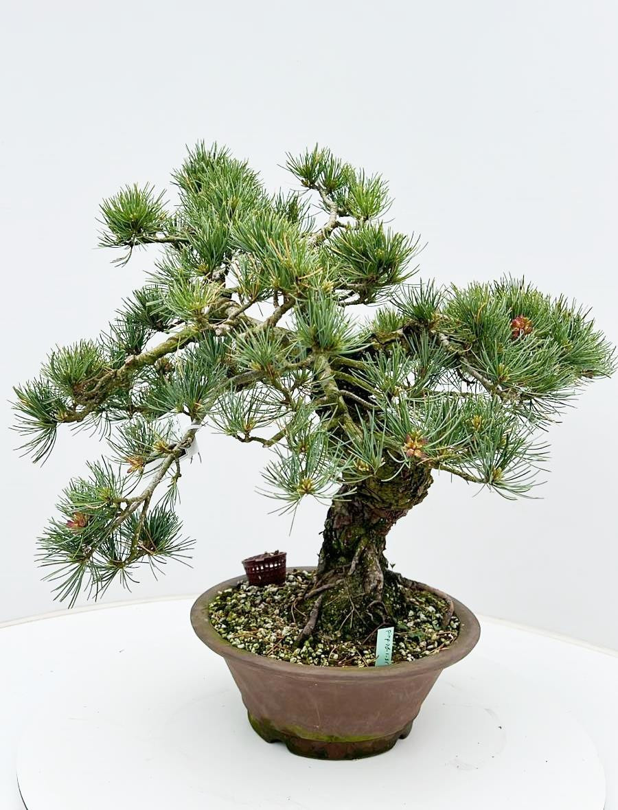 Горшечные цветы и растения оптом Pinus Parviflora, 26cm, Height 55cm. (single Item) от 1шт из Голландии с доставкой по России