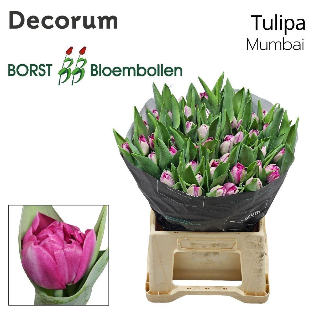 Срезанные цветы оптом Tulipa do mumbai от 50шт из Голландии с доставкой по России