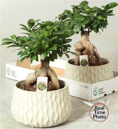 Горшечные цветы и растения оптом Fic Mi Ginseng Ceramic от 2шт из Голландии с доставкой по России