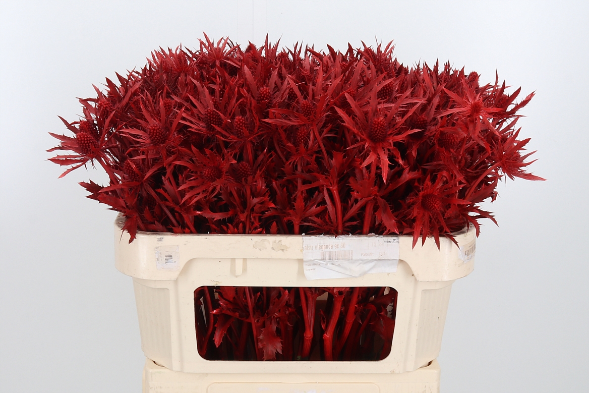 Срезанные цветы оптом Eryngium orion paint red от 50шт из Голландии с доставкой по России