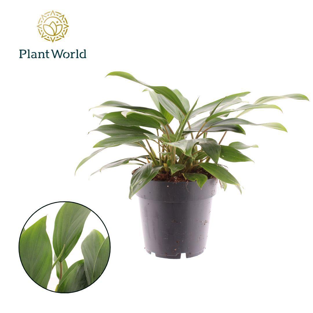 Горшечные цветы и растения оптом Homalomena Tropical Green от 7шт из Голландии с доставкой по России