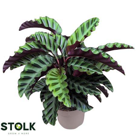 Горшечные цветы и растения оптом Calathea Velvet Glory от 8шт из Голландии с доставкой по России