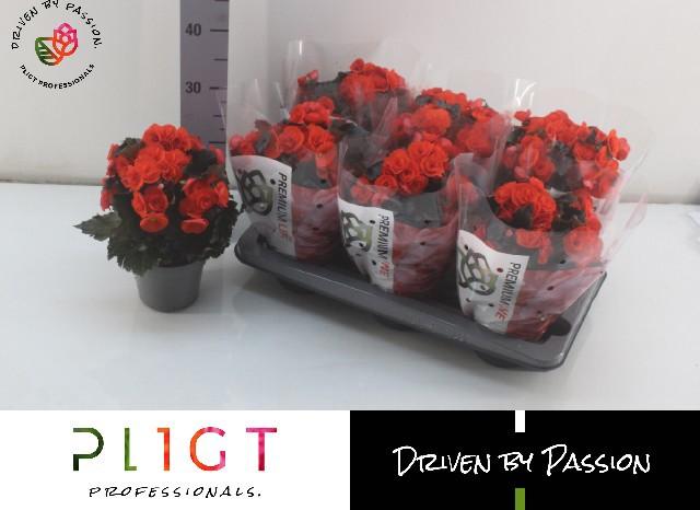 Горшечные цветы и растения оптом Beg Du Mocca Orange от 6шт (для телеги) из Голландии с доставкой по России