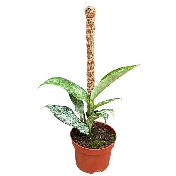 Горшечные цветы и растения оптом Rhaphidophora Elliptica Mint от 1шт из Голландии с доставкой по России