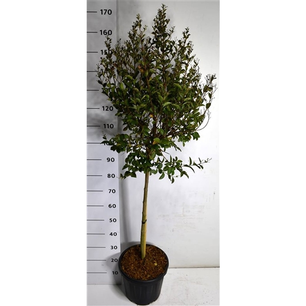 Горшечные цветы и растения оптом Lagerstroemia I. Double Feature On Stem от 1шт из Голландии с доставкой по России