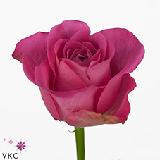 Срезанные цветы оптом Rosa large h3o от 60шт из Голландии с доставкой по России