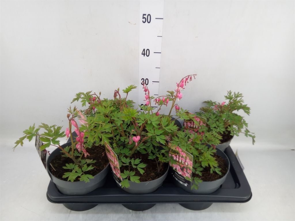 Горшечные цветы и растения оптом Dicentra Spectabilis от 6шт из Голландии с доставкой по России