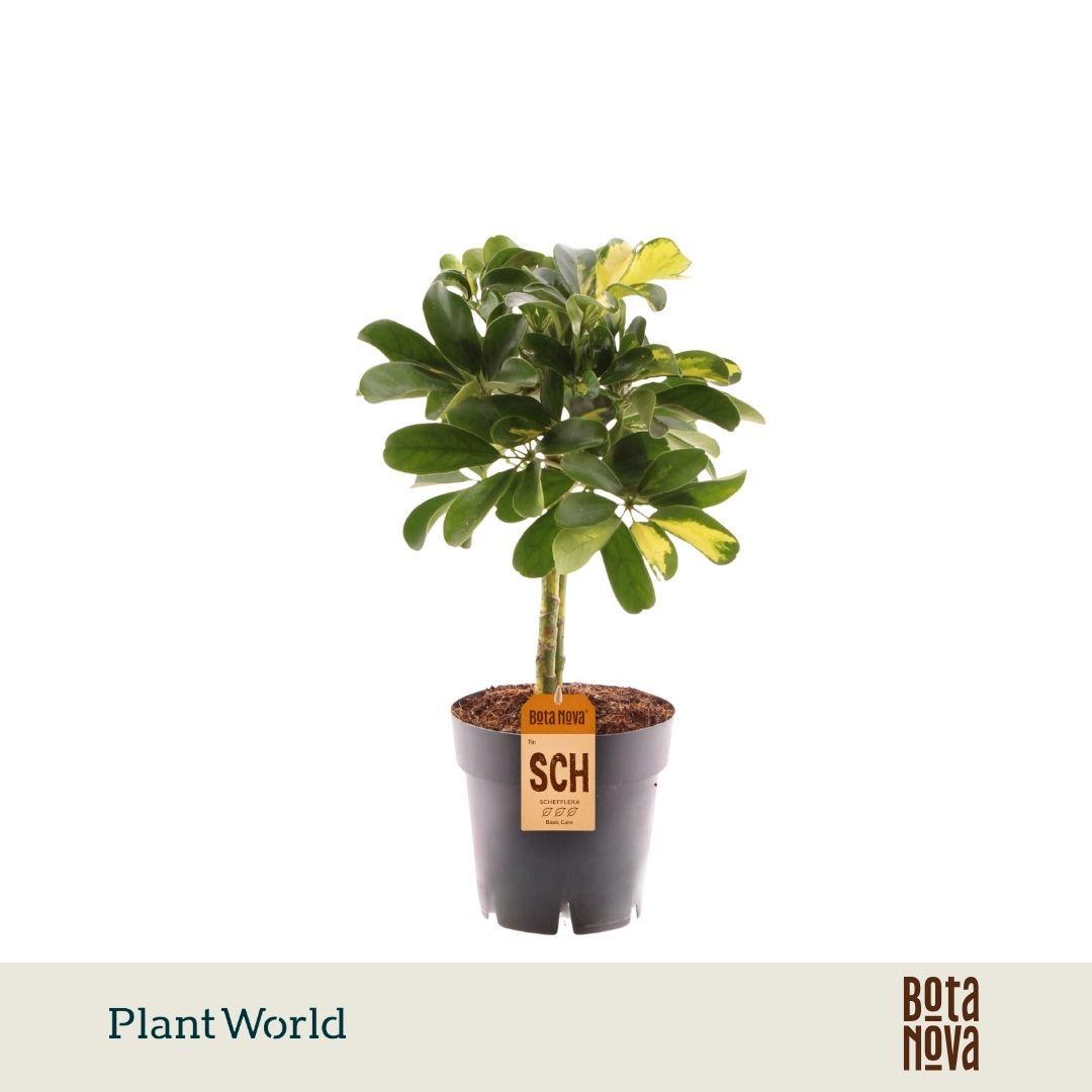 Горшечные цветы и растения оптом Schefflera Gold Capella On Stem от 7шт из Голландии с доставкой по России