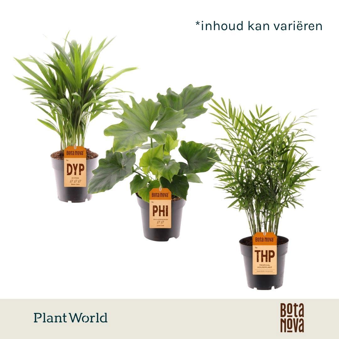 Горшечные цветы и растения оптом Plantmix Cuba (diverse Soorten) от 7шт из Голландии с доставкой по России