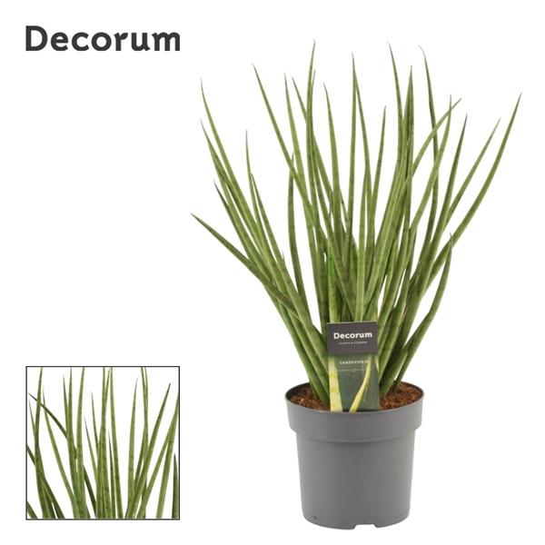 Горшечные цветы и растения оптом Sansevieria Silver Mikado (decorum) от 7шт из Голландии с доставкой по России