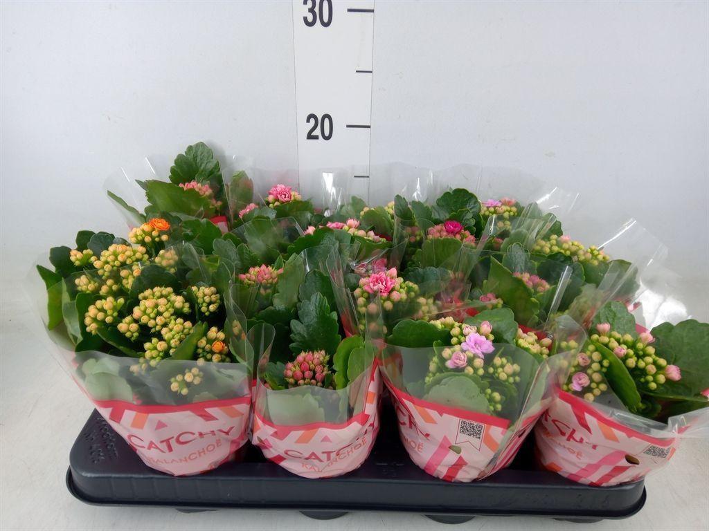 Горшечные цветы и растения оптом Kalanchoe Blos.   ..rosebud Mix  5 от 16шт (для телеги) из Голландии с доставкой по России
