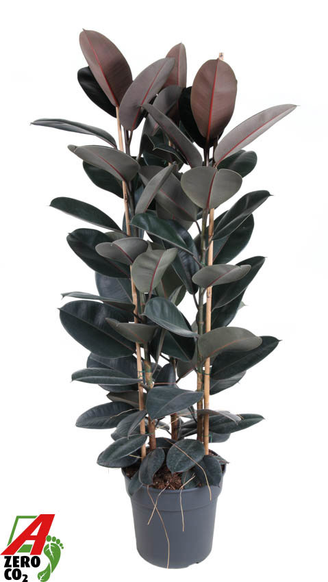 Горшечные цветы и растения оптом Ficus Elastica Abidjan 3pp P34 (no Gap) от 1шт из Голландии с доставкой по России