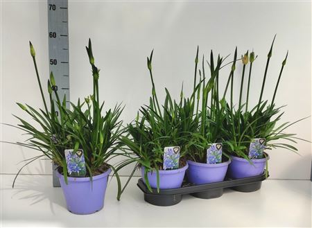 Горшечные цветы и растения оптом Agapanthus Crystal Line(r) Lichtbla от 3шт из Голландии с доставкой по России