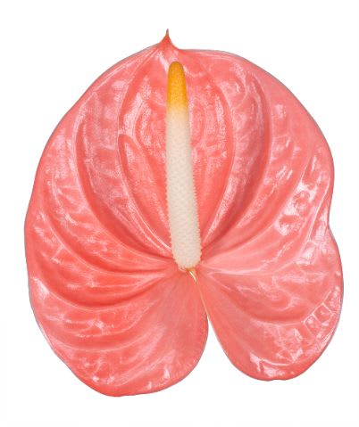 Срезанные цветы оптом Anthurium farao от 6шт. из Голландии с доставкой по России