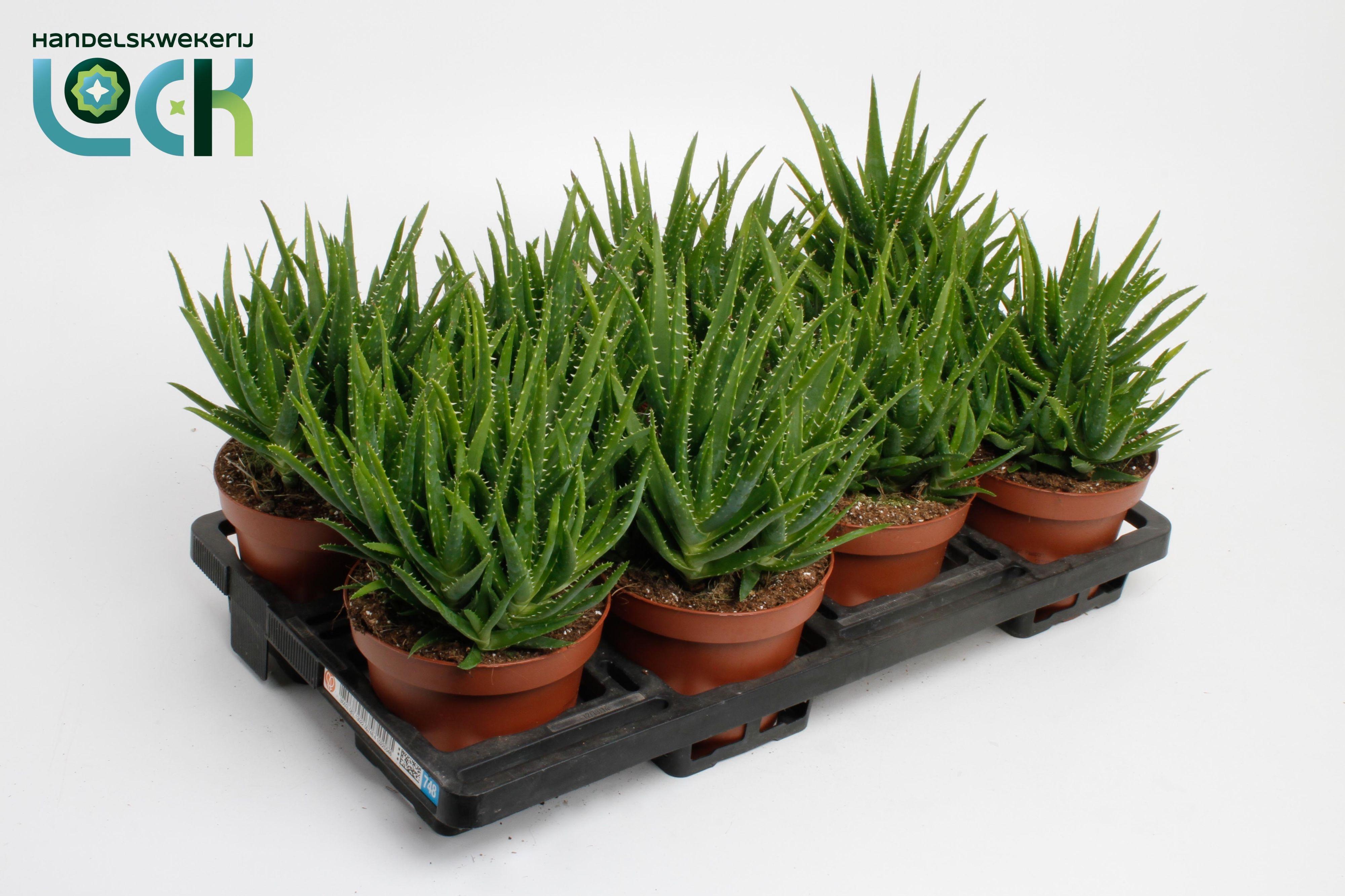 Горшечные цветы и растения оптом Aloe Vera verini от 12шт (для телеги) из Голландии с доставкой по России