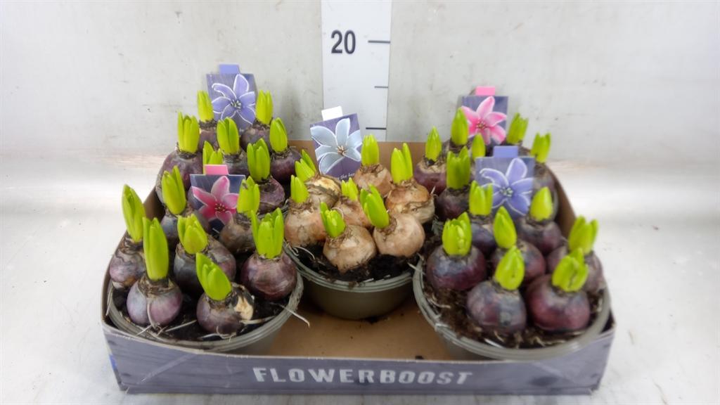 Горшечные цветы и растения оптом Hyacinthus Orie.   ...mix от 5шт из Голландии с доставкой по России