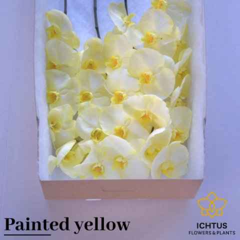 Срезанные цветы оптом Phalaenopsis paint yellow от 15шт из Голландии с доставкой по России