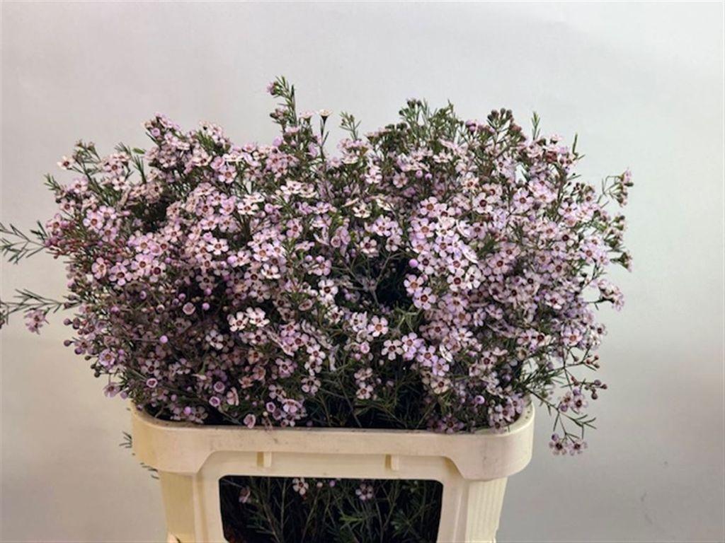 Срезанные цветы оптом Chamelaucium pink dream от 25шт из Голландии с доставкой по России