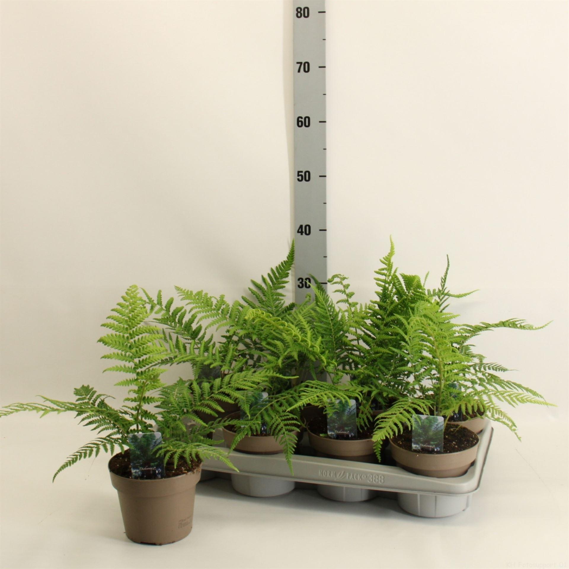 Горшечные цветы и растения оптом Dicksonia Antarctica от 6шт из Голландии с доставкой по России