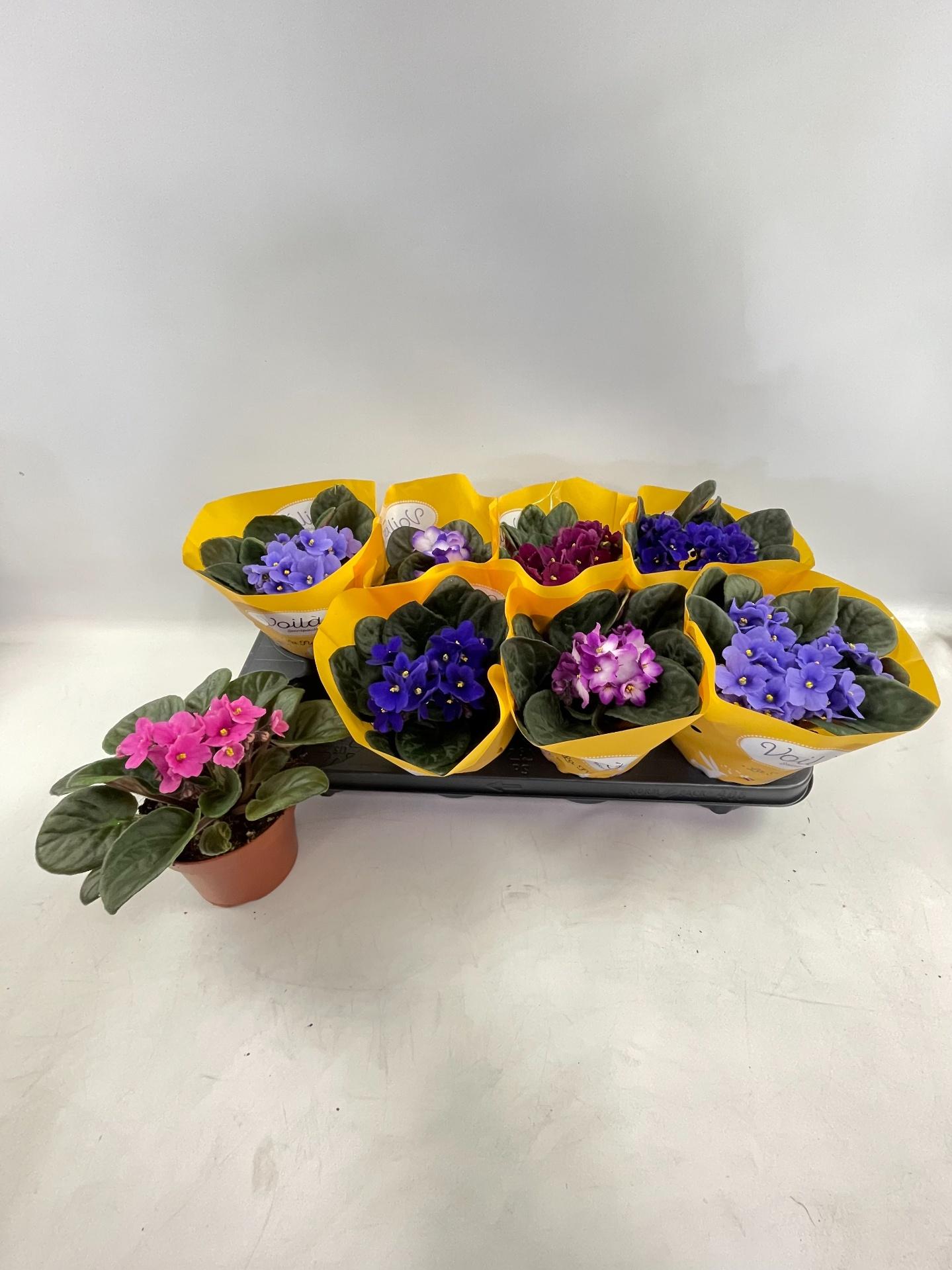 Горшечные цветы и растения оптом Saintp Gem от 8шт (для телеги) из Голландии с доставкой по России