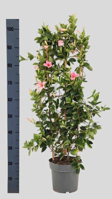 Горшечные цветы и растения оптом Mande Sun Cr Pink от 1шт из Голландии с доставкой по России