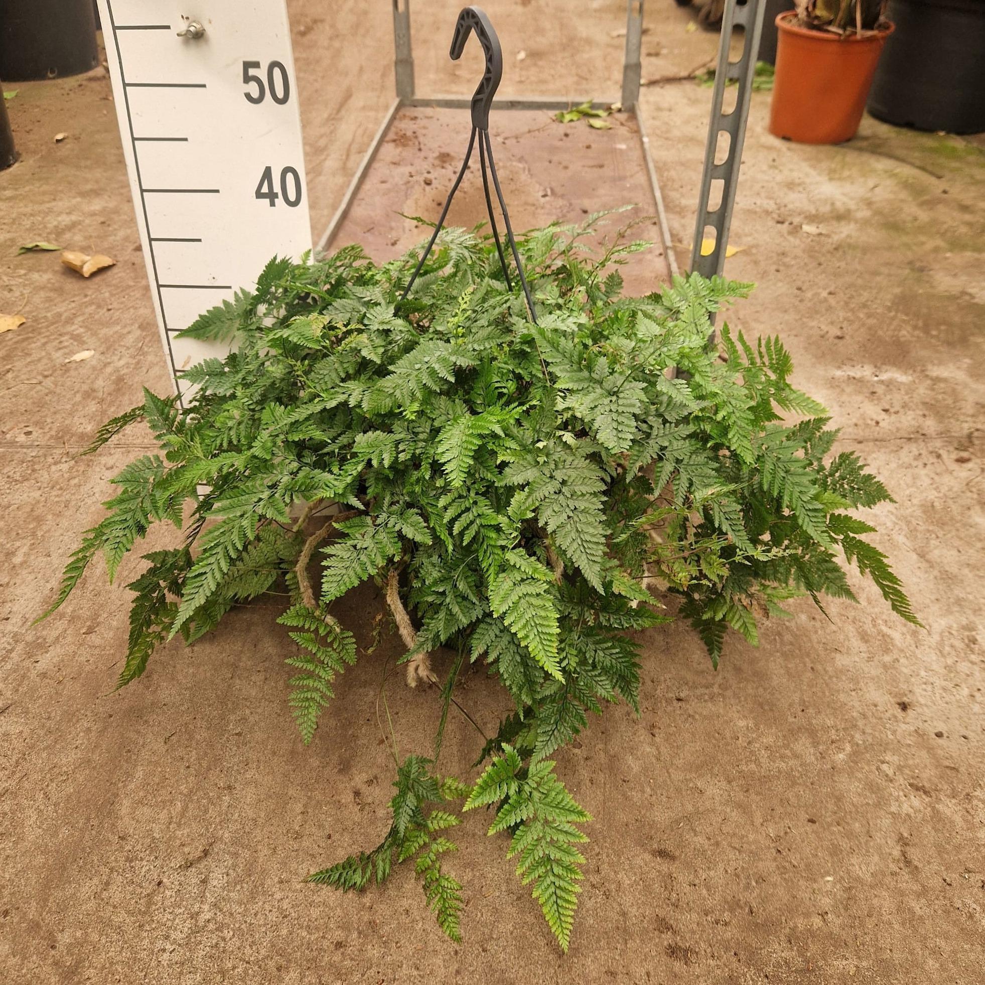 Горшечные цветы и растения оптом Humata Tyermanii Hangplant Xl от 1шт из Голландии с доставкой по России