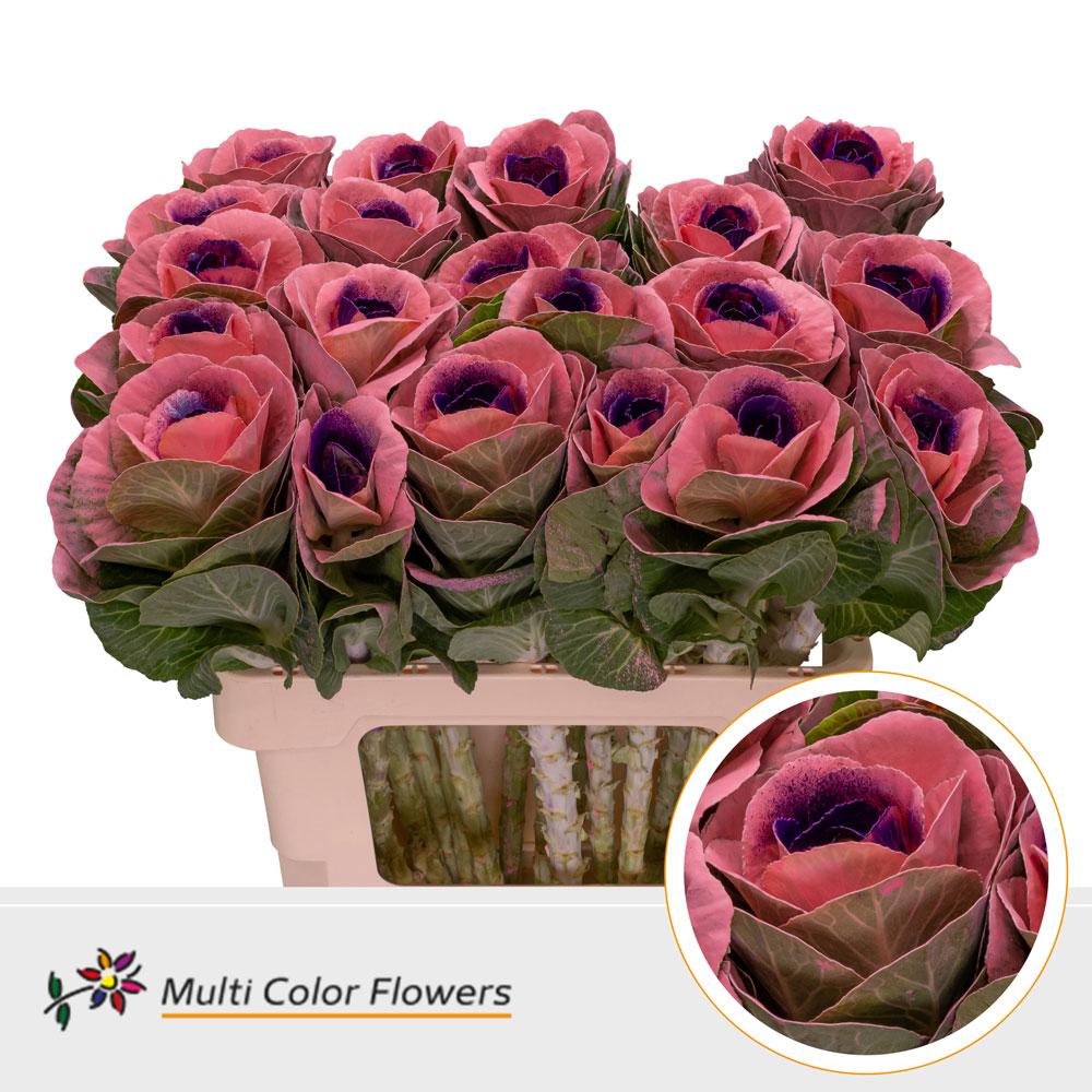 Срезанные цветы оптом Brassica paint pink + lila eye от 30шт из Голландии с доставкой по России