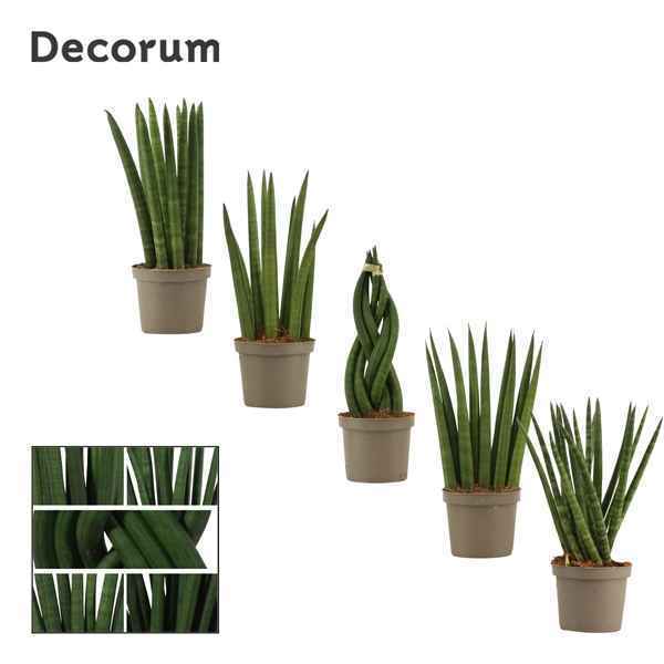 Горшечные цветы и растения оптом Sansevieria Cylindrica Mix (decorum) от 18шт из Голландии с доставкой по России