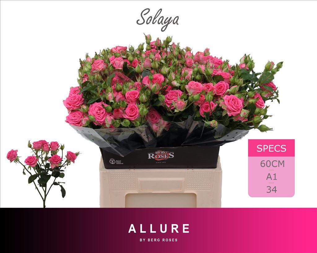Срезанные цветы оптом Rosa spray solaya от 30шт из Голландии с доставкой по России