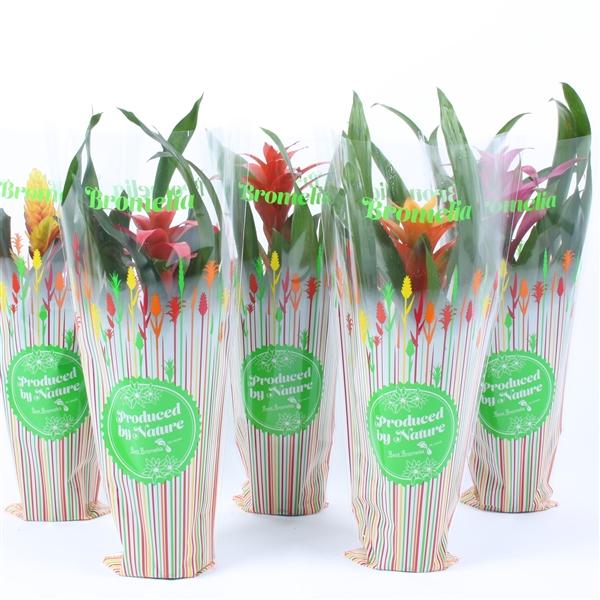 Горшечные цветы и растения оптом Bromelia Mix In Exclusieve Spring Sleeve от 10шт из Голландии с доставкой по России