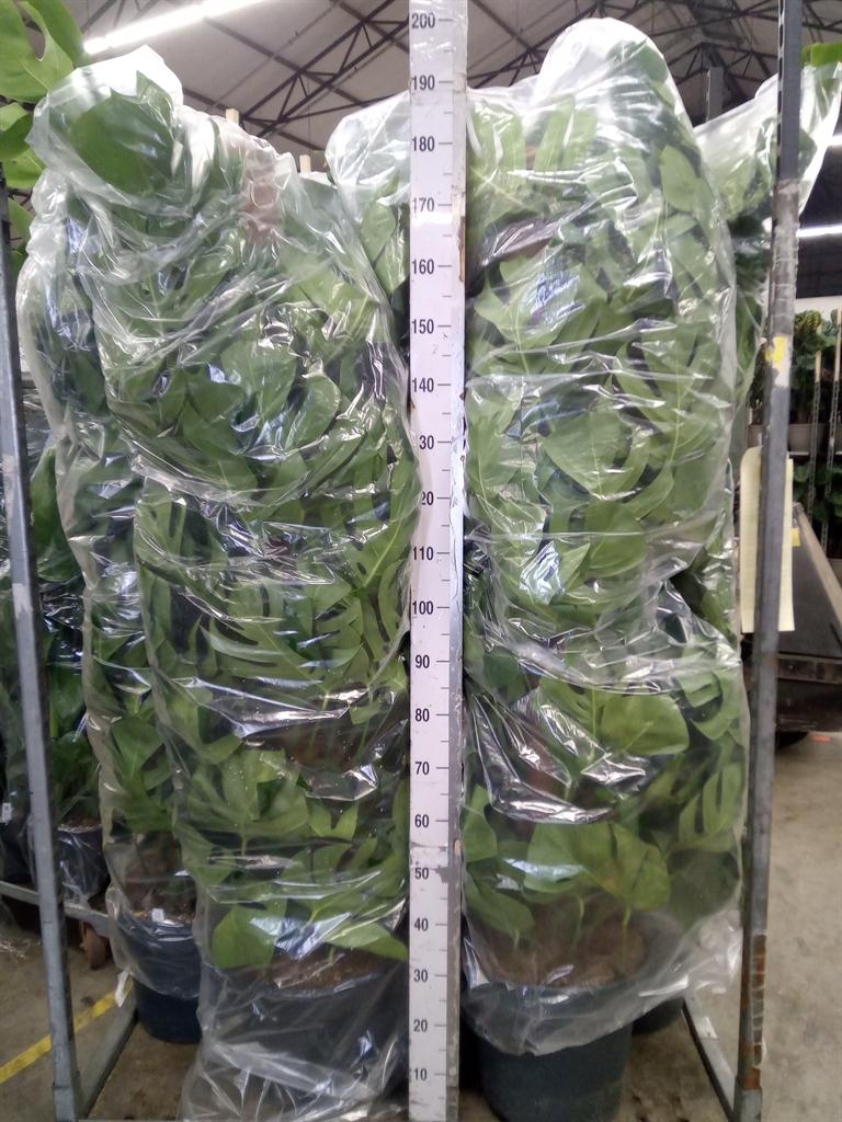 Горшечные цветы и растения оптом Monstera Pertusum от 1шт из Голландии с доставкой по России