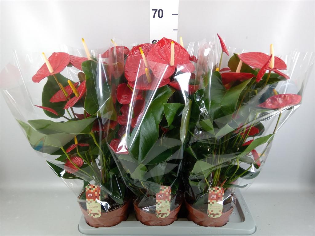 Горшечные цветы и растения оптом Anthurium Andr. idaho от 6шт из Голландии с доставкой по России