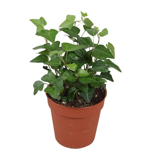 Горшечные цветы и растения оптом Hedera Helix Anna от 18шт (для телеги) из Голландии с доставкой по России Горшечные цветы и растения оптом Hedera Helix Anna от 18шт (для телеги) из Голландии с доставкой по России