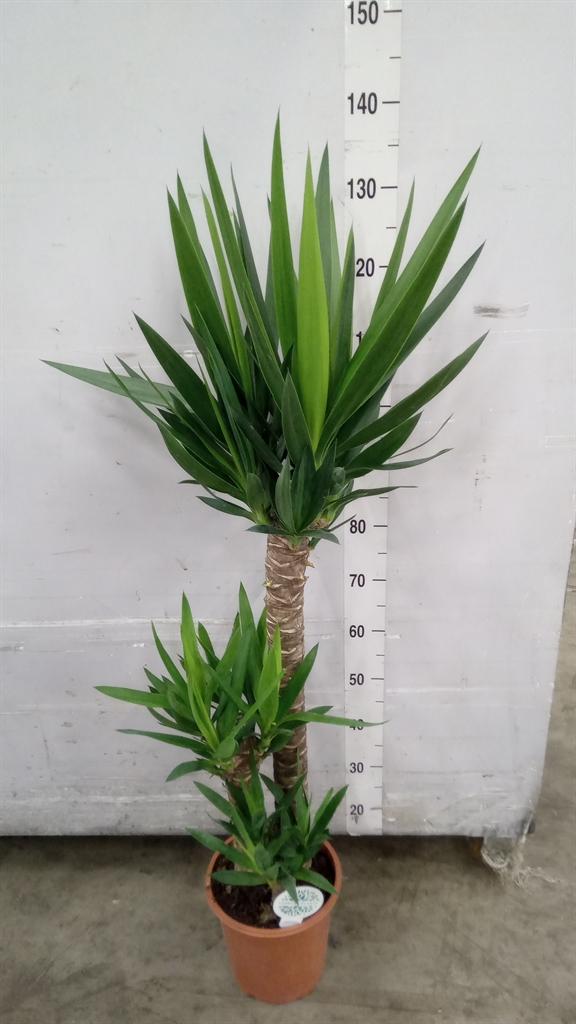 Горшечные цветы и растения оптом Yucca   ... от 1шт из Голландии с доставкой по России