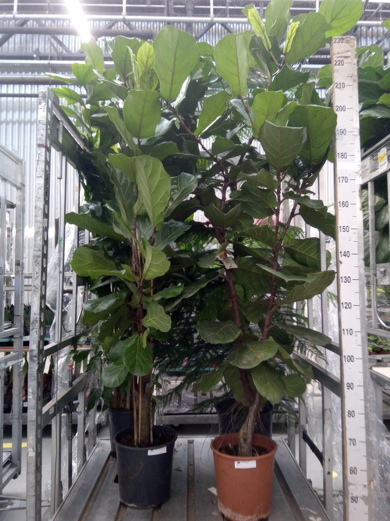 Горшечные цветы и растения оптом Ficus Lyrata On Stem от 1шт из Голландии с доставкой по России