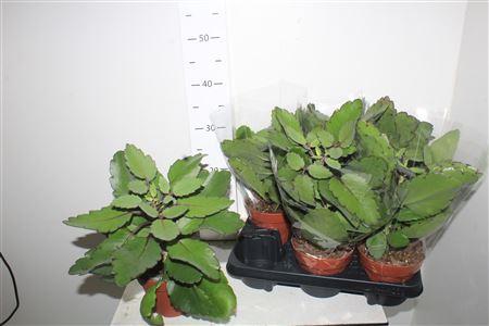 Горшечные цветы и растения оптом Kalanchoe Blossfeldiana от 6шт из Голландии с доставкой по России