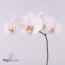 Срезанные цветы оптом Phalaenopsis alpha (per stem) от 5шт из Голландии с доставкой по России