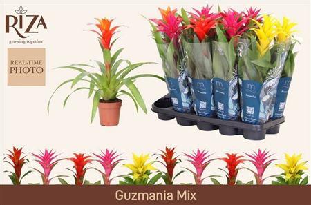 Горшечные цветы и растения оптом Guzmania Mix от 10шт из Голландии с доставкой по России Горшечные цветы и растения оптом Guzmania Mix от 10шт из Голландии с доставкой по России