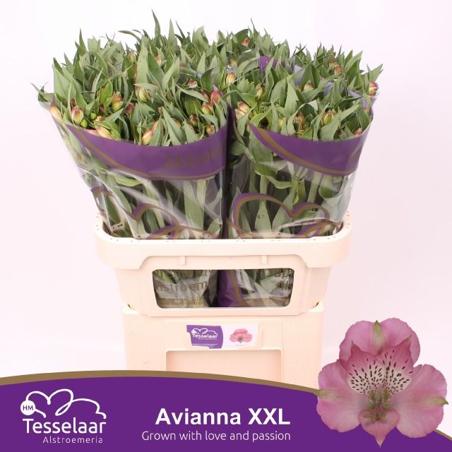 Срезанные цветы оптом Alstroemeria avianna от 40шт из Голландии с доставкой по России