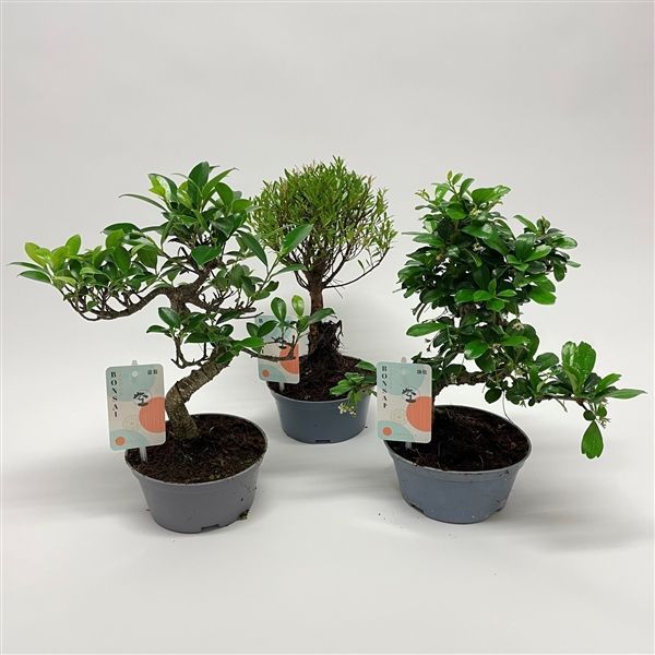 Горшечные цветы и растения оптом Bonsai Mix Teeltpot от 7шт из Голландии с доставкой по России