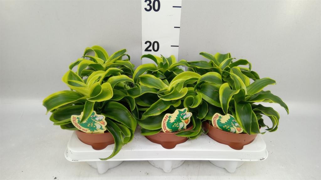 Горшечные цветы и растения оптом Dracaena Frag. tornado от 6шт из Голландии с доставкой по России
