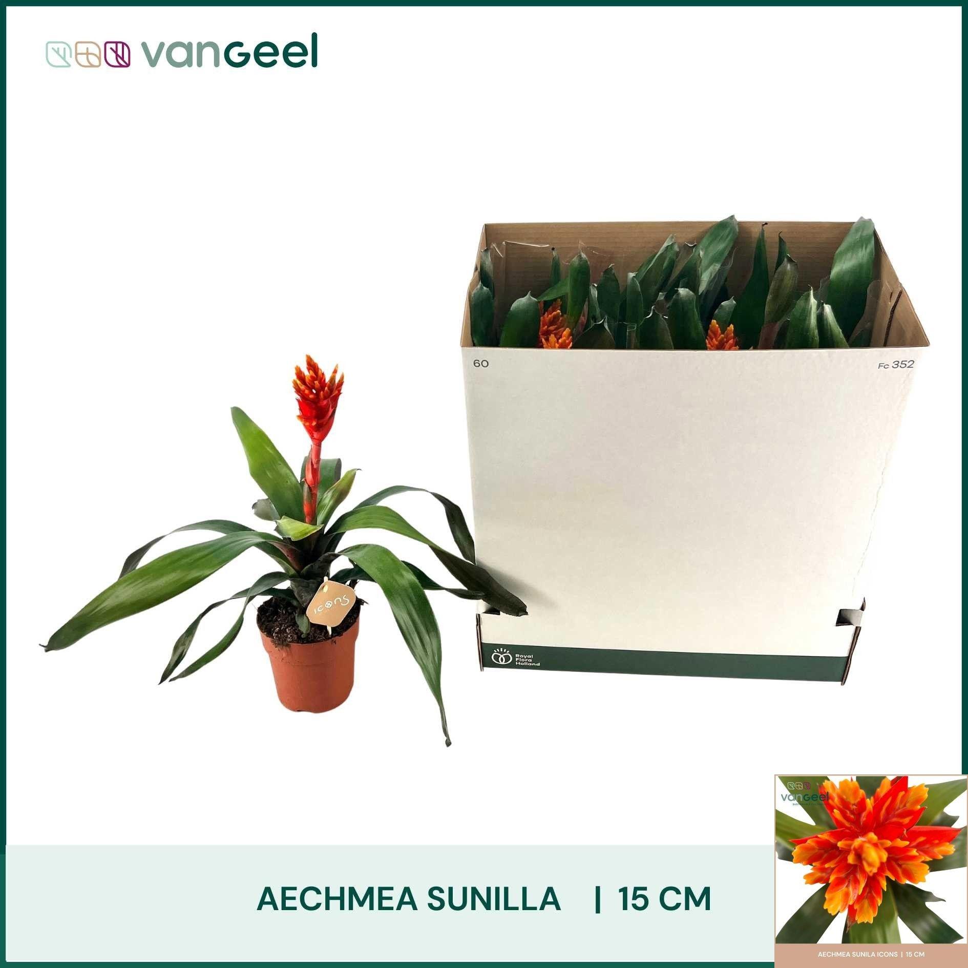 Горшечные цветы и растения оптом Aech Ov от 7шт из Голландии с доставкой по России