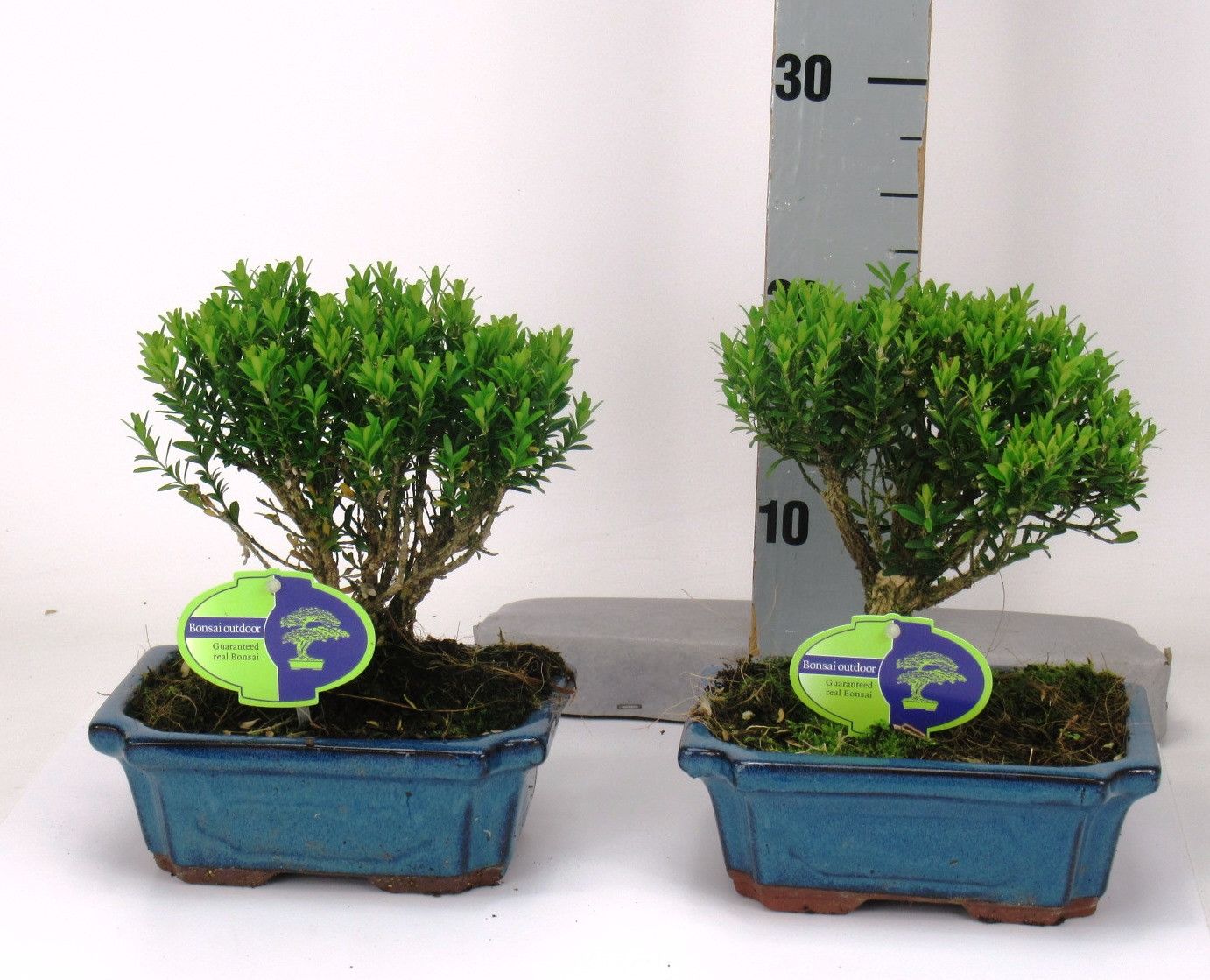 Горшечные цветы и растения оптом Bonsai Buxus Harlandii Broom, Without Driptray от 6шт из Голландии с доставкой по России