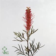 Срезанные цветы оптом Grevillea misty red от 50шт из Голландии с доставкой по России