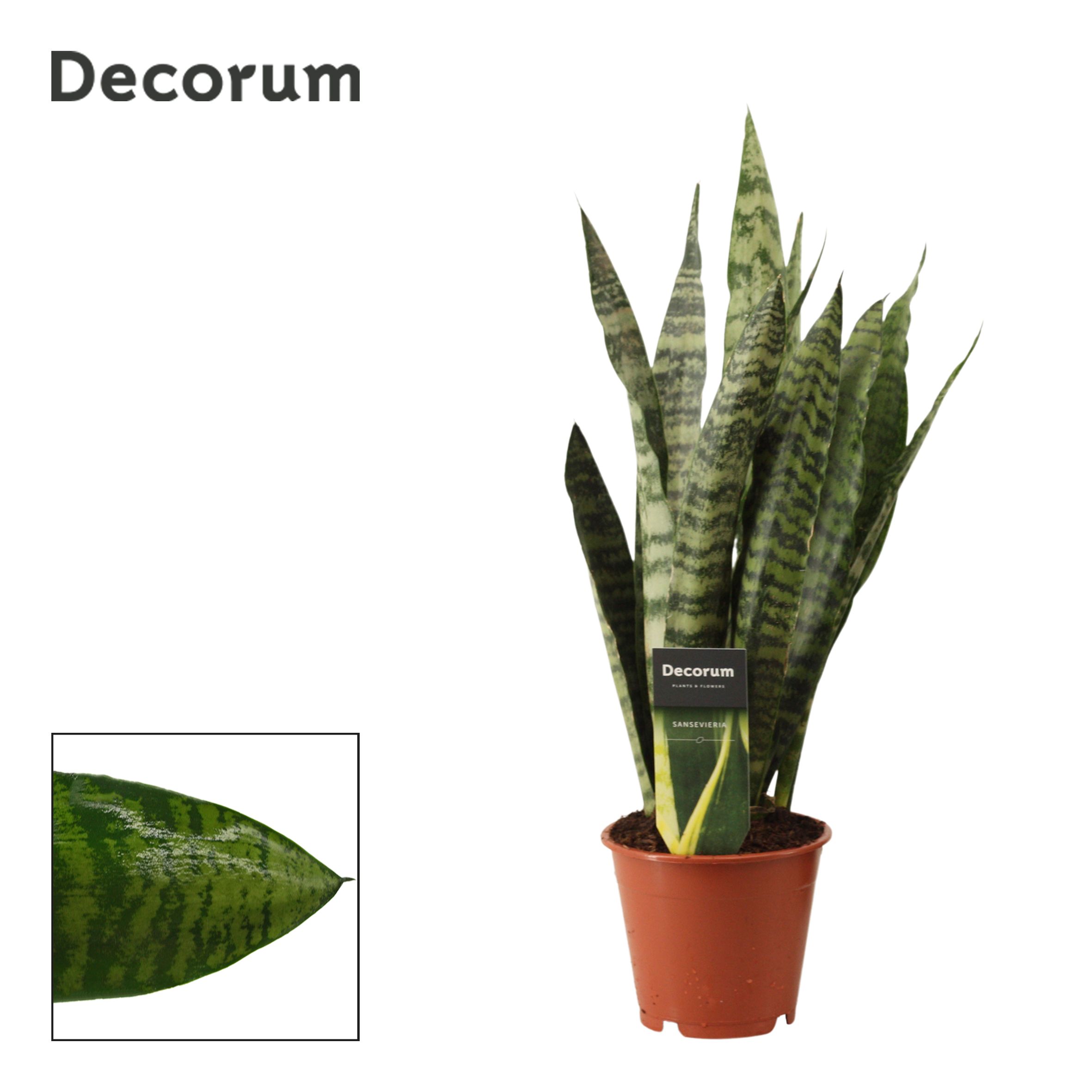 Горшечные цветы и растения оптом Sansevieria Zeylanica Regular (decorum) от 10шт из Голландии с доставкой по России