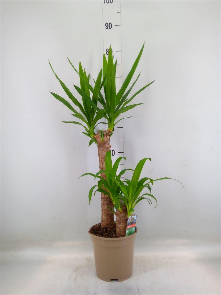 Горшечные цветы и растения оптом Yucca   ... от 6шт из Голландии с доставкой по России