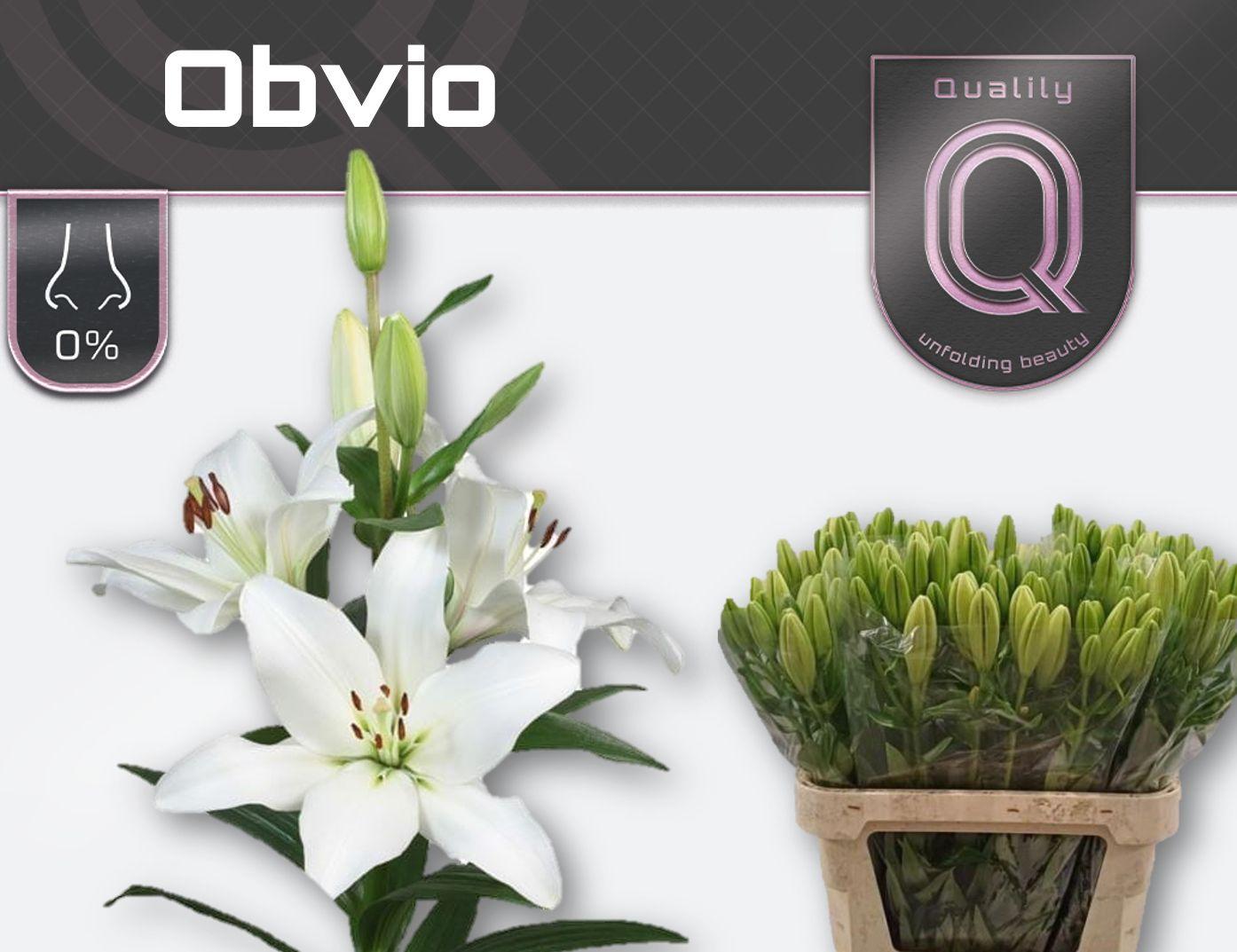 Срезанные цветы оптом Lilium la obvio от 80шт из Голландии с доставкой по России